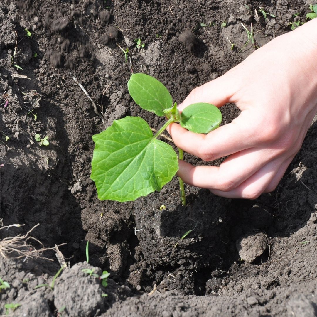 Hand Wash & Lotion Cucumber and Care Gift with Aloe Vera