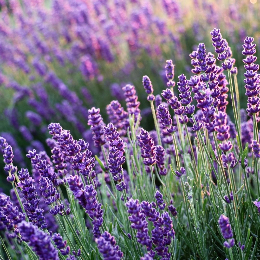 Lavender Bubble Bath with Sandalwood