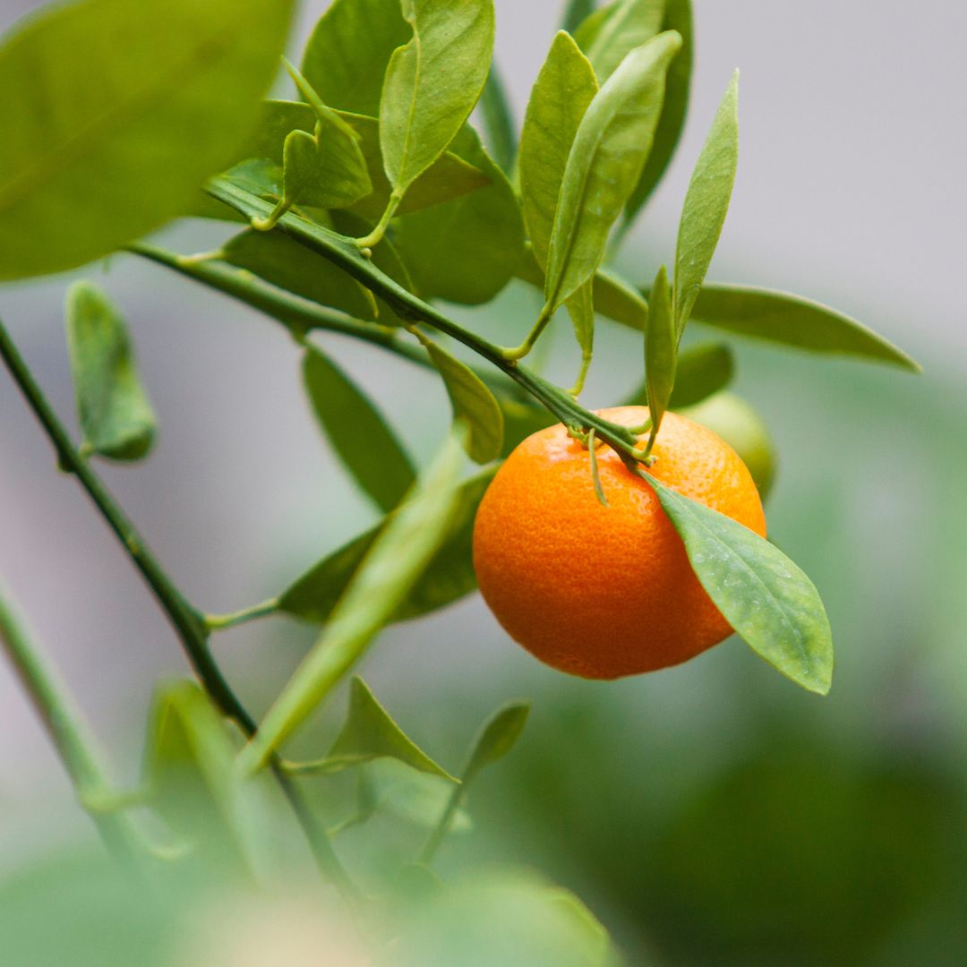 Verbena Body Butter and Scrub Duo with a Clementine Scent OFFER