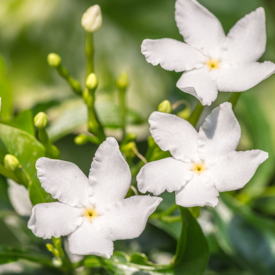 Seaweed and Jasmine Gentle Body Care Gift Box