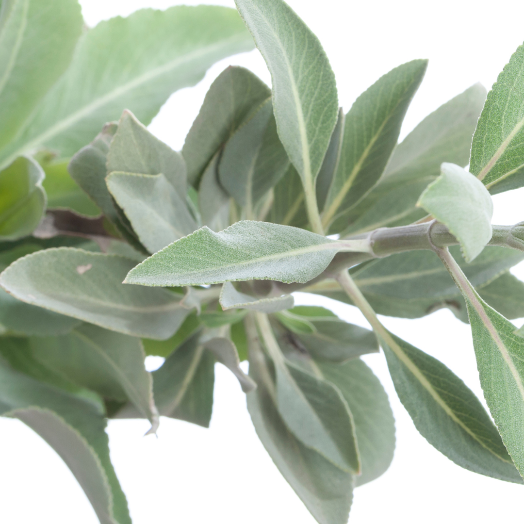 Sage Leaf Hand Wash