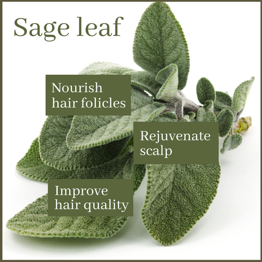 Sage leaf hair conditioner