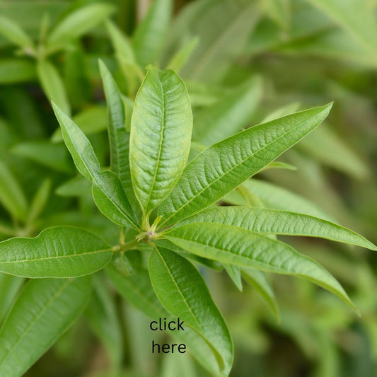 Weekender Clementine & Verbena Travel Set with vitamin E