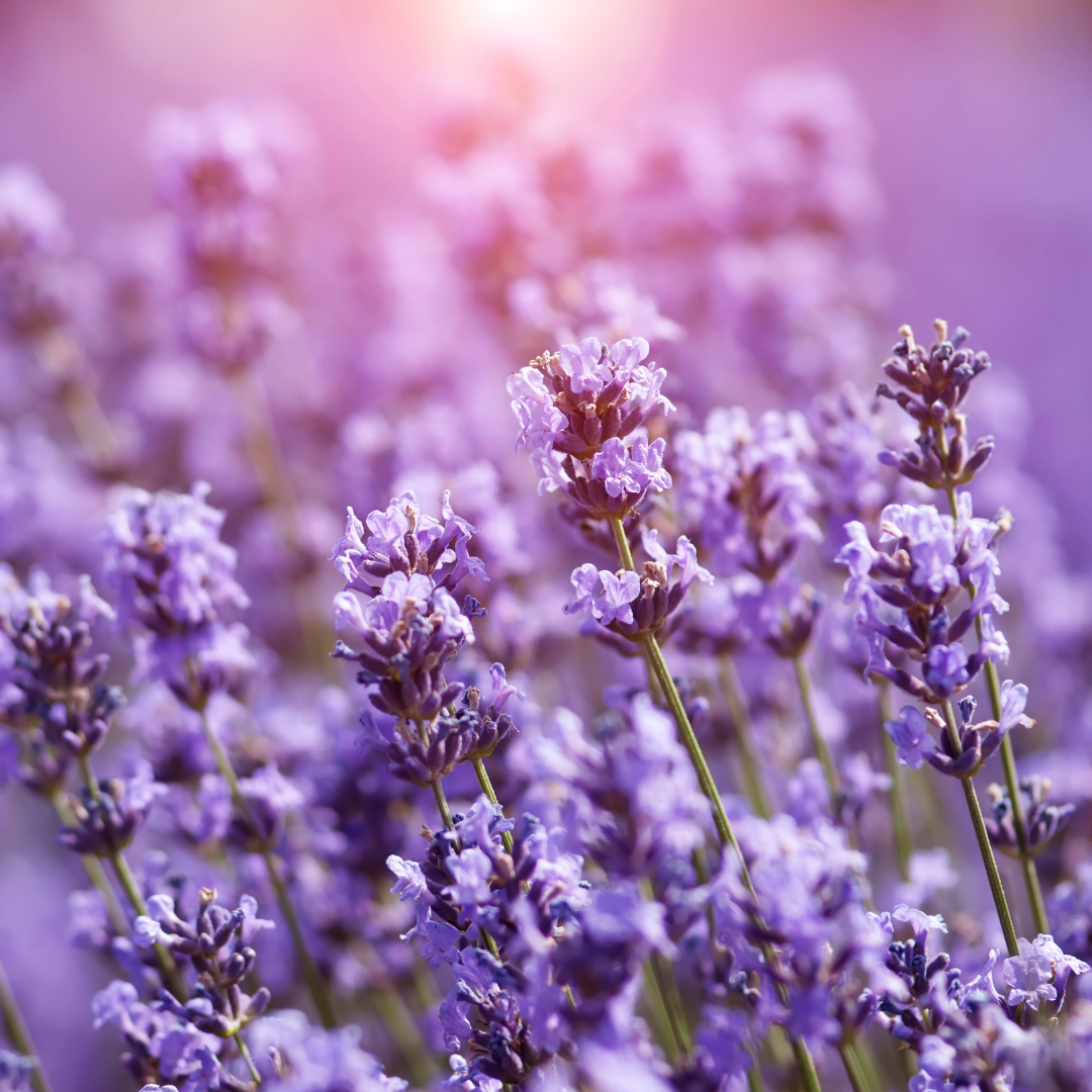 Lavender Bath and Shower Gel with Sandalwood
