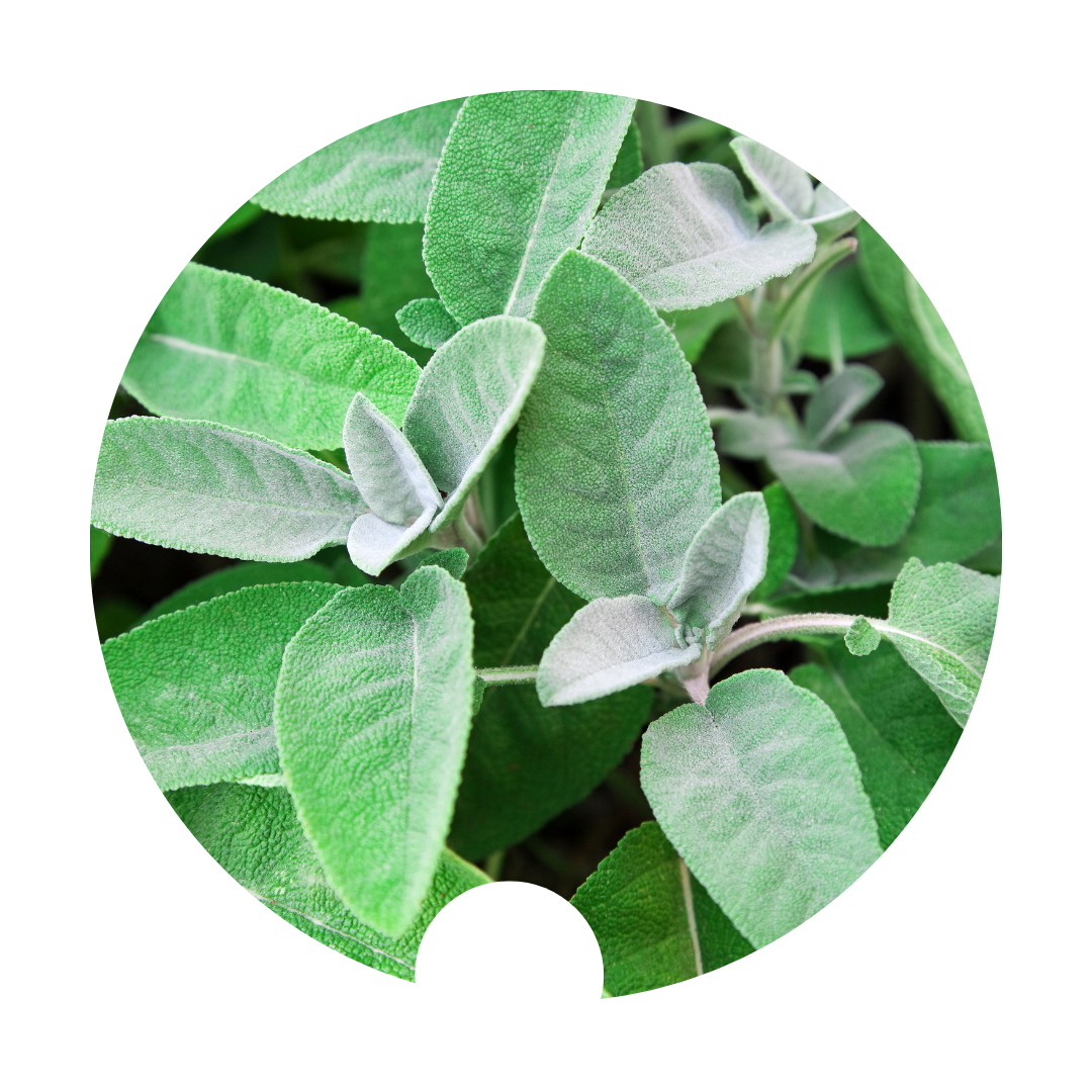 Sage leaf hair conditioner